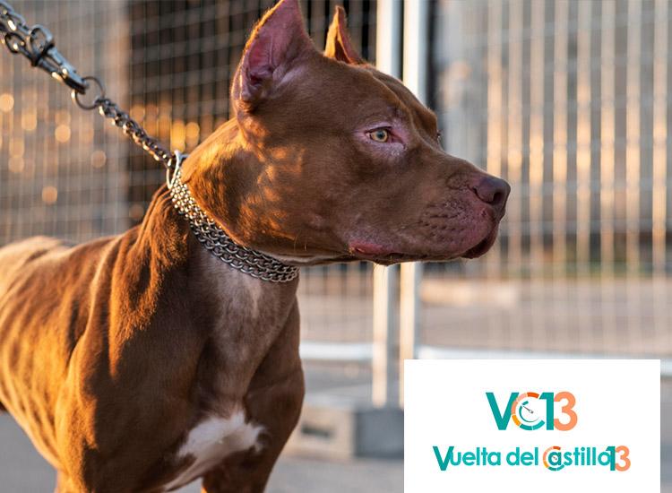 Pasos para obtener la licencia de perros potencialmente peligrosos - Reconocimientos médicos Vc13 en Pamplona